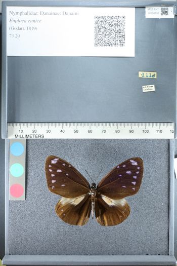 Media type: image;   Entomology 158132
